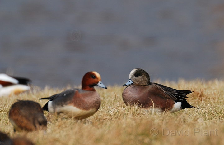 American wigeon male - B.jpg - American wigeon, male and male wigeon - Slimbridge